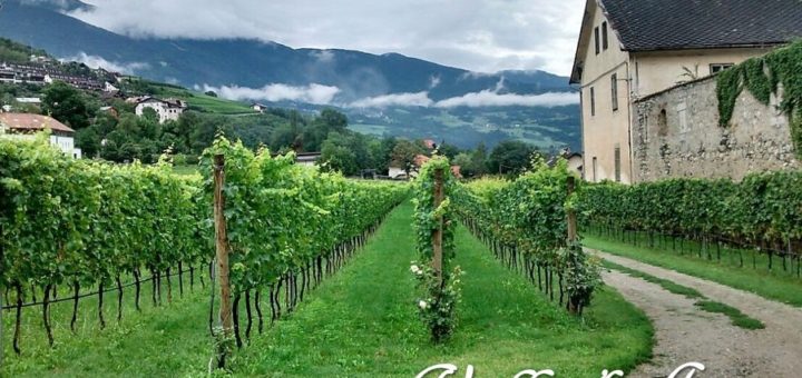 Valle d'Aosta DOC - vigneti