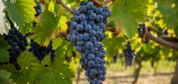 Grappolo di Corvina in vigneto durante la maturazione delle uve nella Valpolicella.
