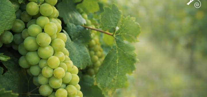 Grappolo di Sauvignon Blanc su vite con foglie verdi in vigneto