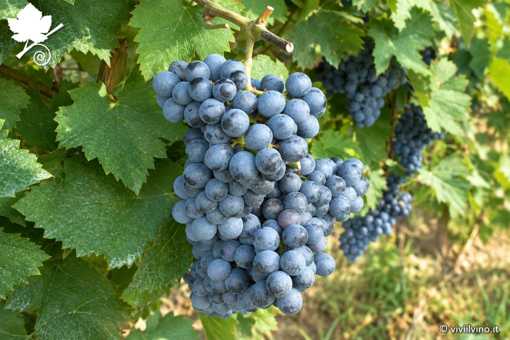 Grappolo di Bovale Sardo con acini blu-violacei ricoperti da abbondante pruina sulla vite