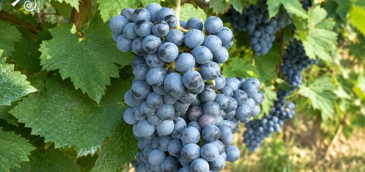 Grappolo di Bovale Sardo con acini blu-violacei ricoperti da abbondante pruina sulla vite
