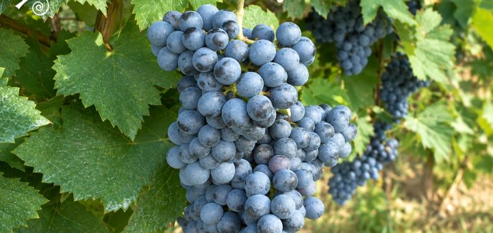 Grappolo di Bovale Sardo con acini blu-violacei ricoperti da abbondante pruina sulla vite