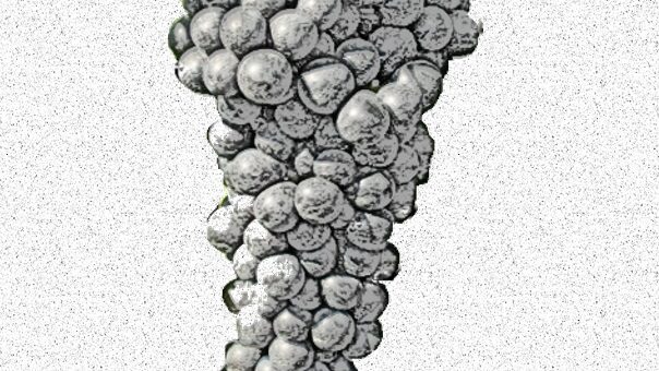 Lacrima nero vitigno