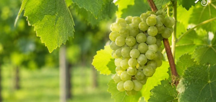 Grappolo di Müller Thurgau in vigneto con foglie di vite e acini verde-giallastri in maturazione.