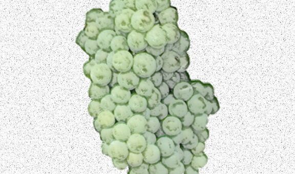 Sylvaner verde vitigno